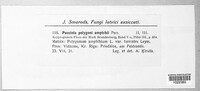 Uromyces polygoni-avicularis image